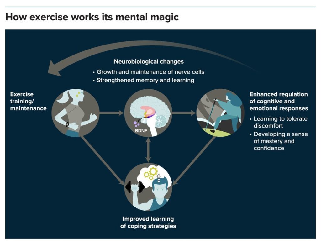 Infographic of how exercise helps mental health. Text reads: Exercise training slash maintenance. Neurobiological changes: growth and maintenance of nerve cells, strengthened memory and learning. Enhanced regulation of cognitive and emotional responses: learning to tolerate discomfort, developing a sense of mastery and confidence. Improved learning of coping strategies.